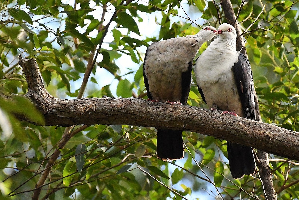 White-headed Pigeon - ML61441901