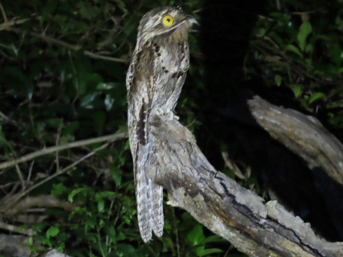 Common Potoo - ML614419044