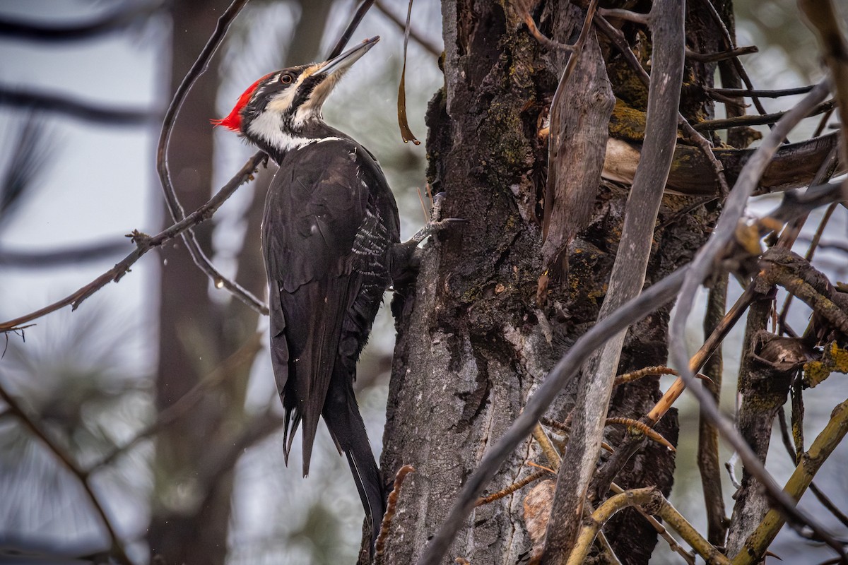 Pileated Woodpecker - Mark Boesch