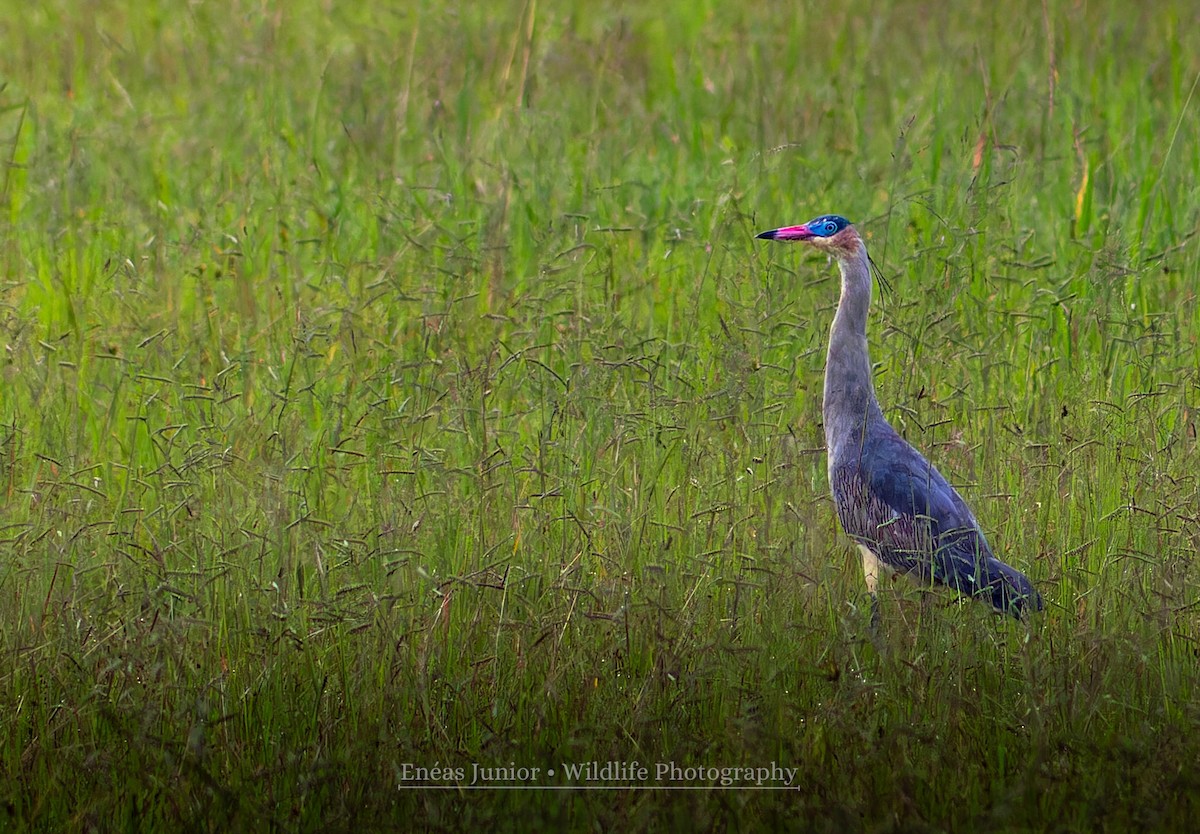 Whistling Heron - ML614419084