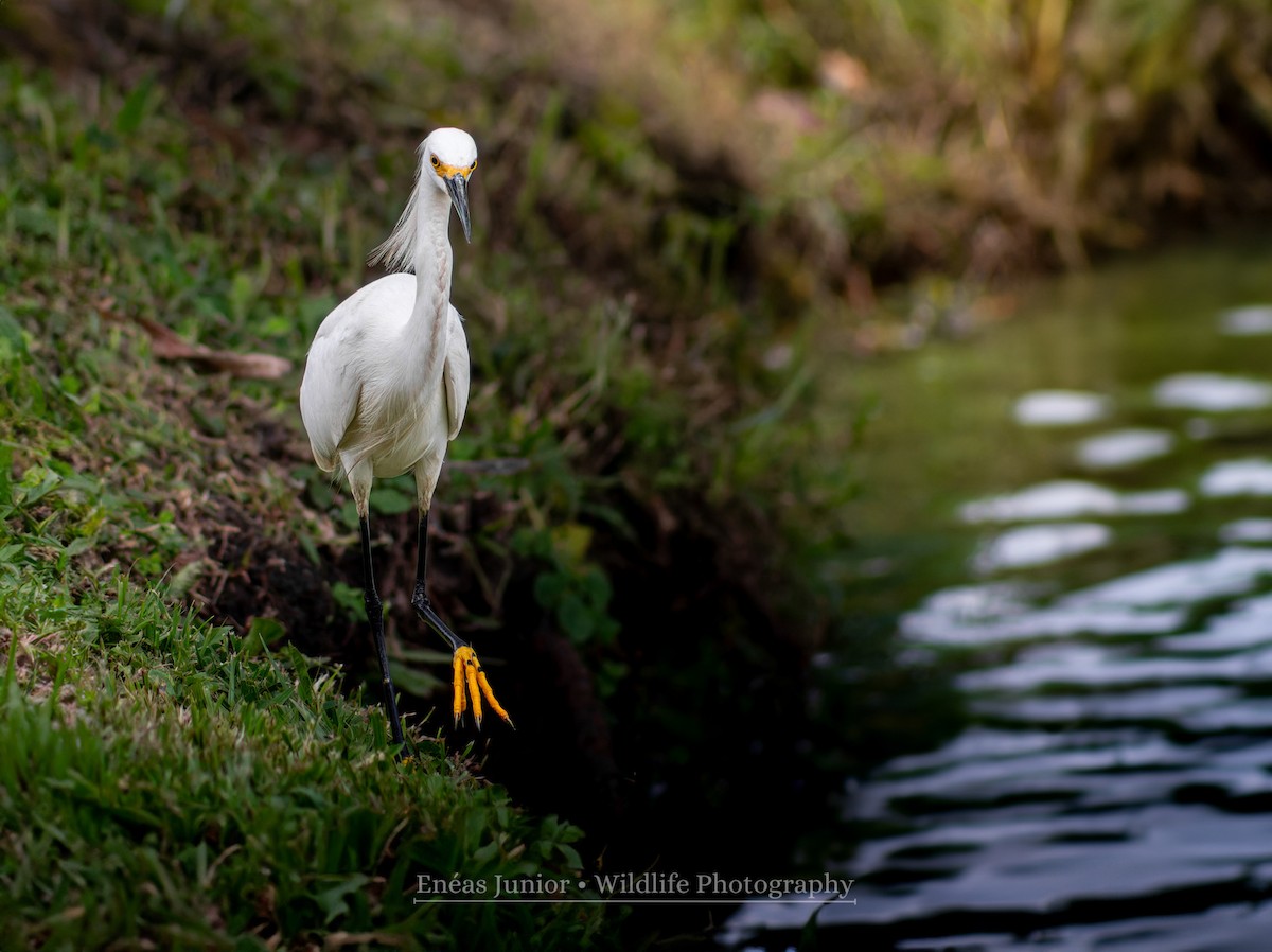 Snowy Egret - Enéas Junior