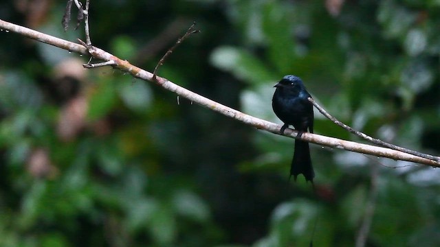 Drongo à raquettes - ML614419191