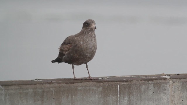 California Gull - ML614419268