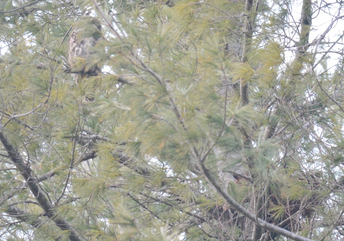 Great Horned Owl - ML614419283