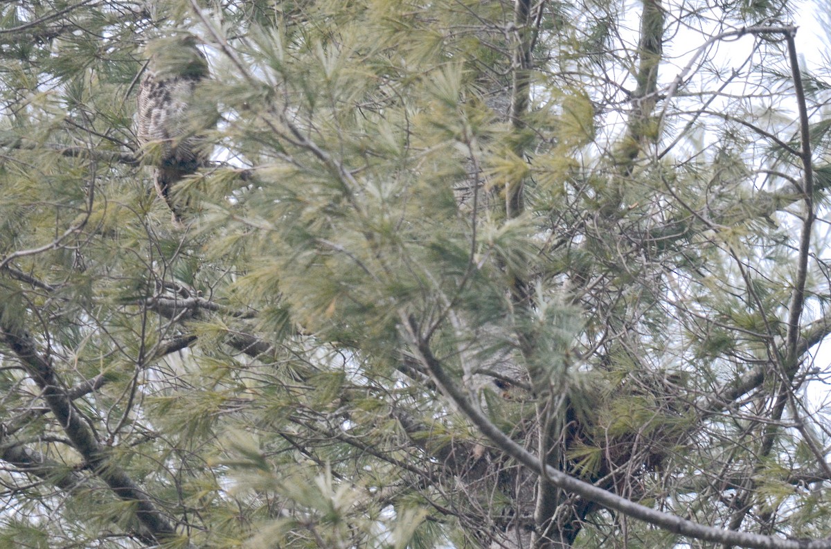 Great Horned Owl - ML614419284