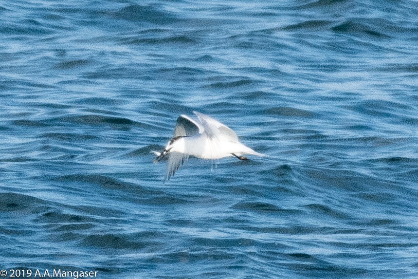 Sandwich Tern - ML614419288