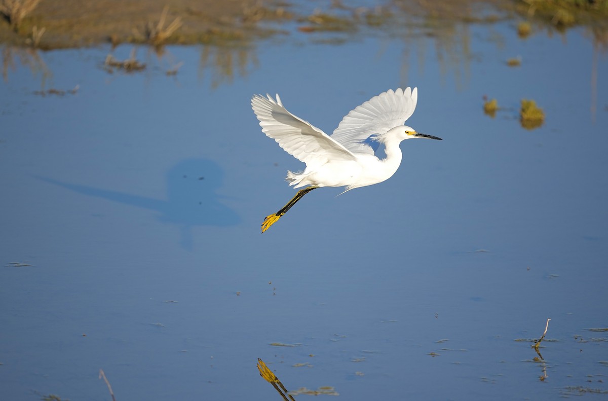 Snowy Egret - Donald Estep