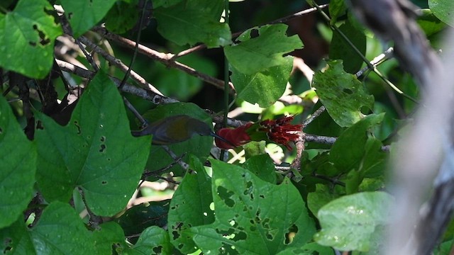 Little Spiderhunter - ML614419339