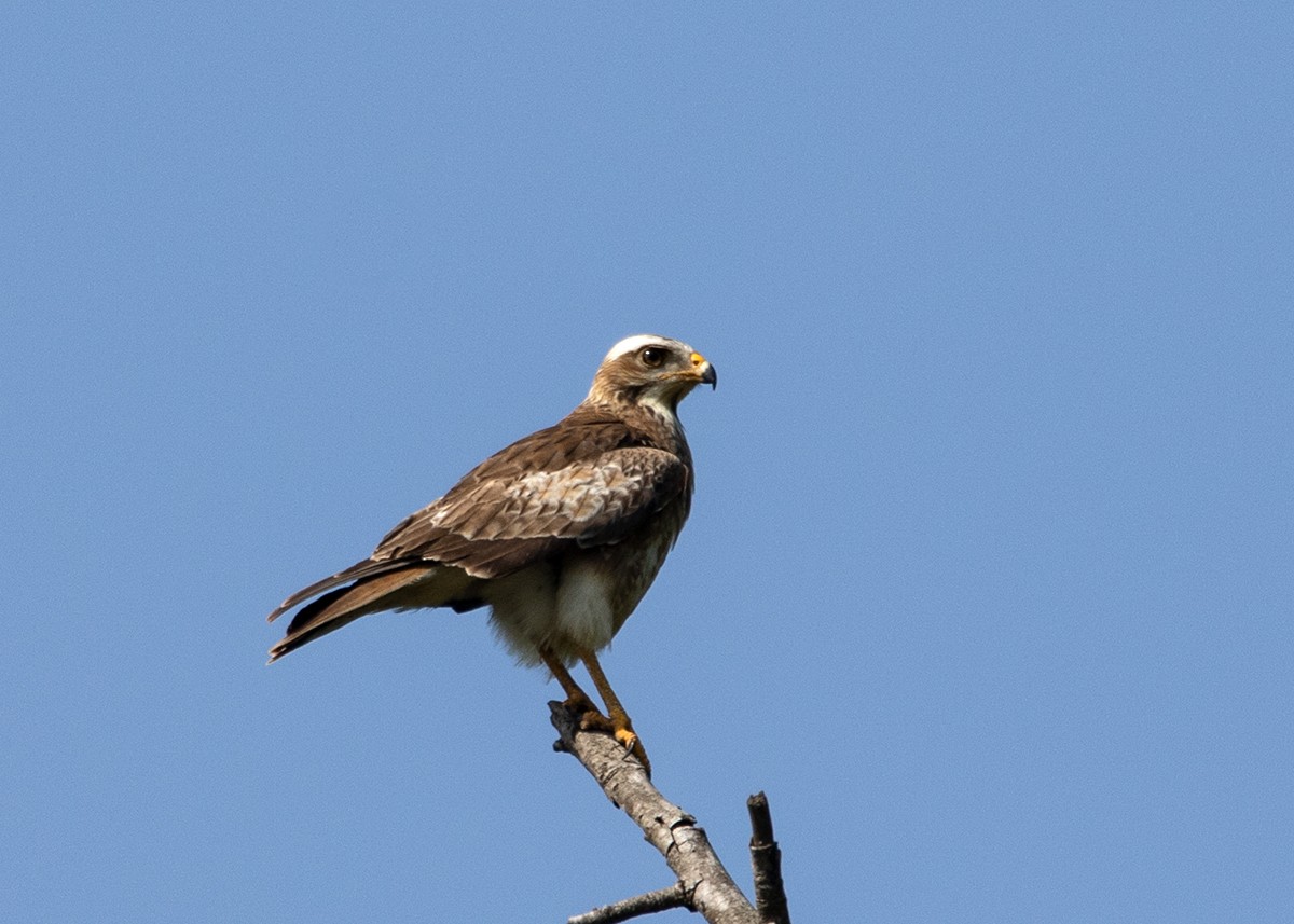 White-eyed Buzzard - ML614419531