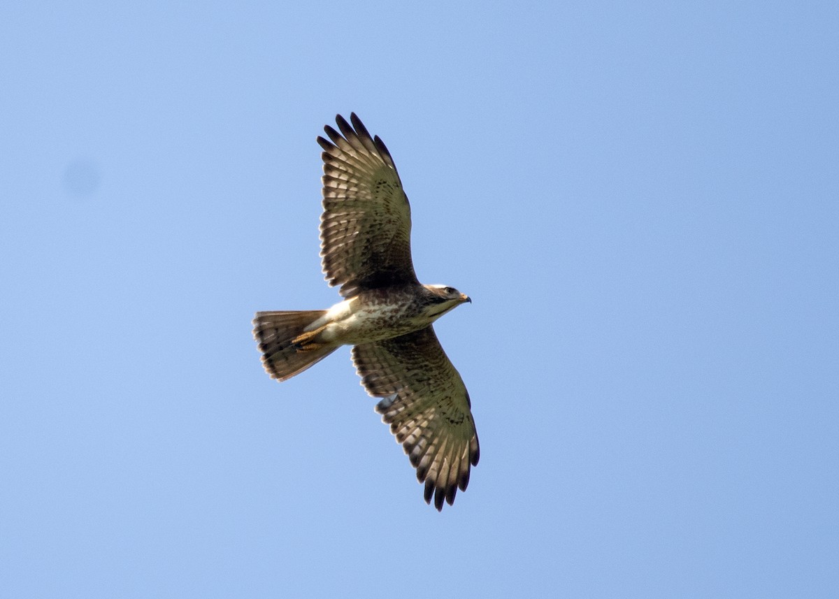 White-eyed Buzzard - ML614419532