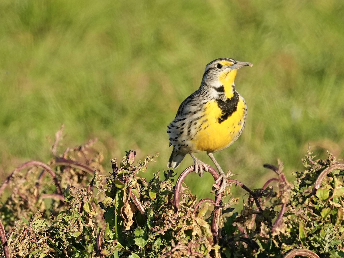 Western Meadowlark - Donald Estep