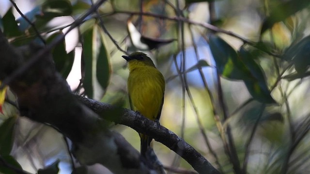 Bornean Whistler - ML614419559