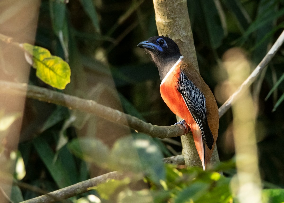 trogon indický - ML614419568