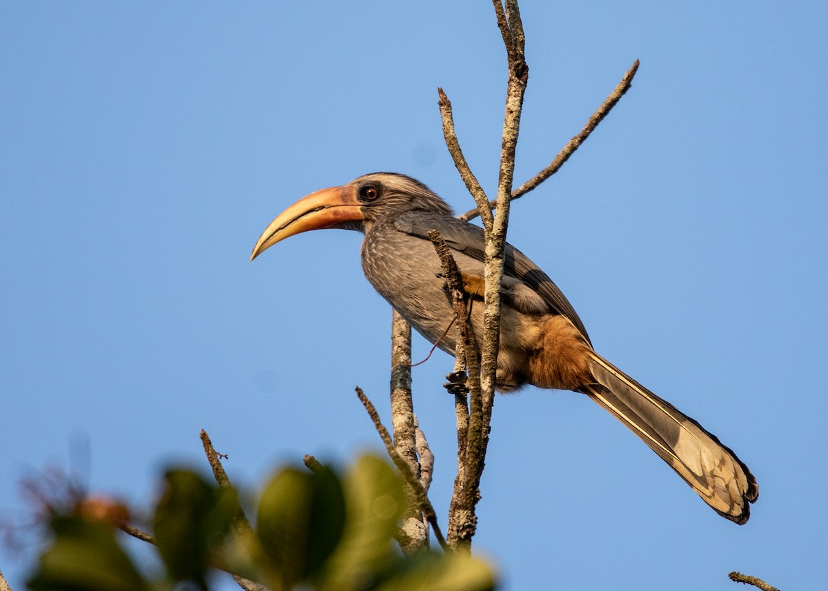 Malabar Gray Hornbill - ML614419573