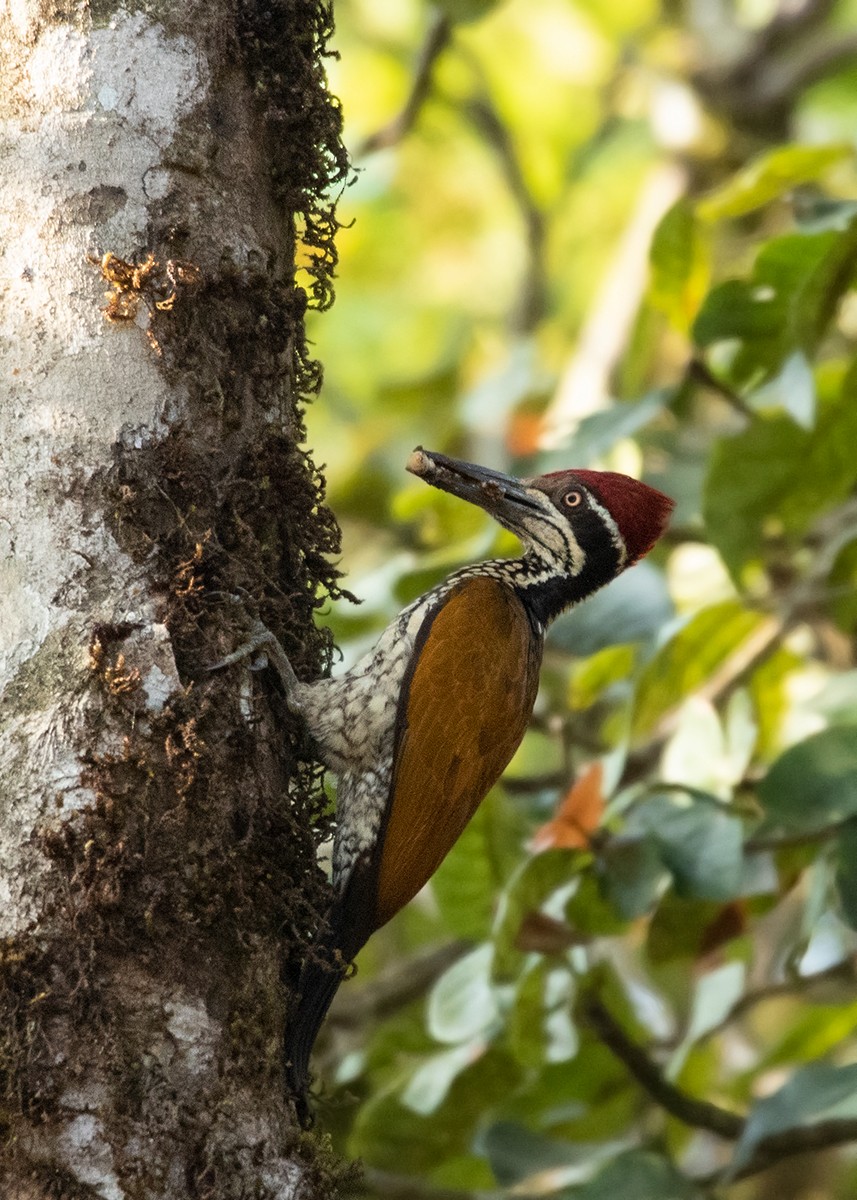 Malabar Flameback - ML614419584