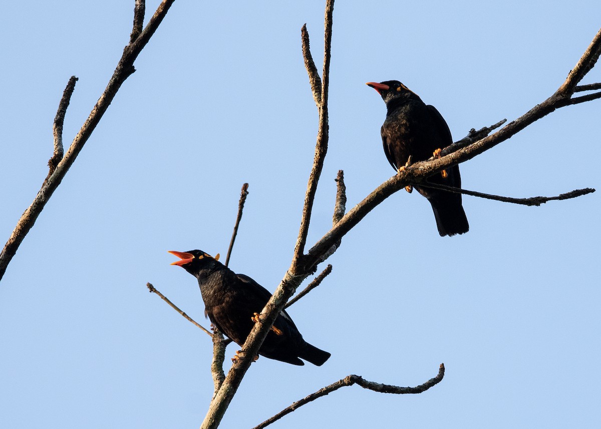 Southern Hill Myna - ML614419589