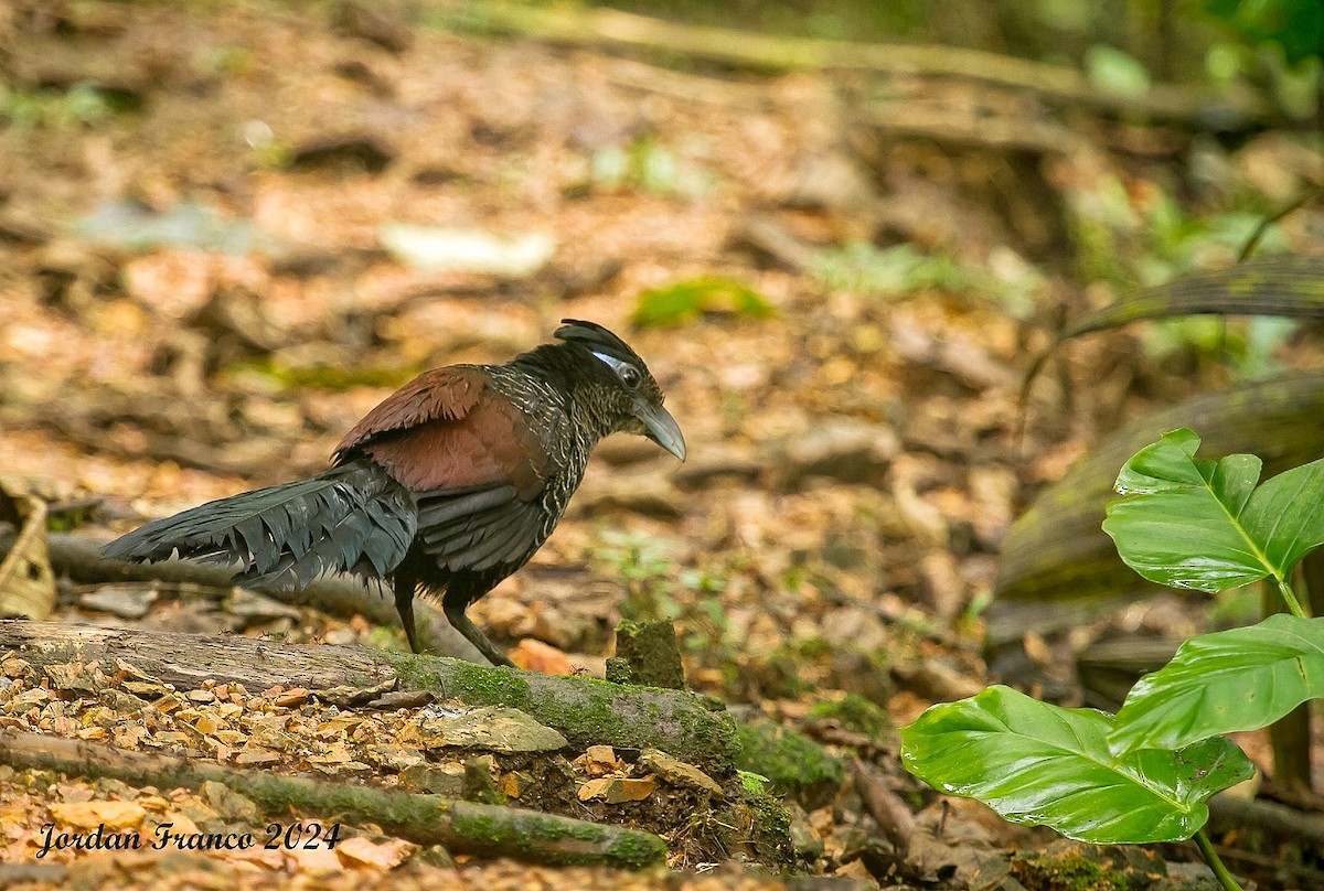 Banded Ground-Cuckoo - ML614419604