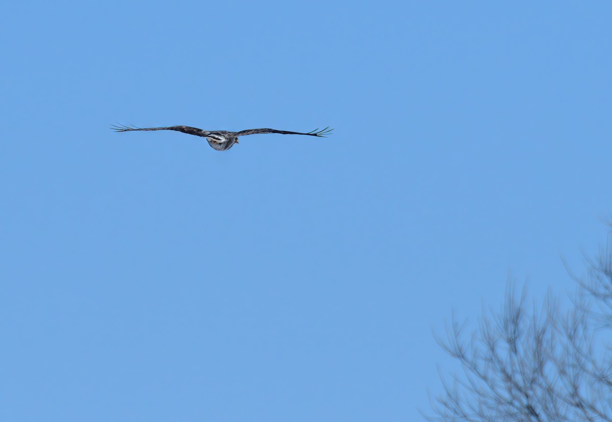 Rough-legged Hawk - ML614419617