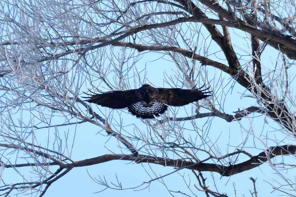 Rough-legged Hawk - ML614419618