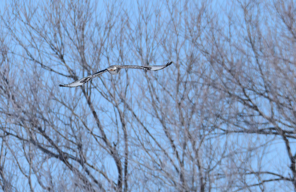 Rough-legged Hawk - ML614419619