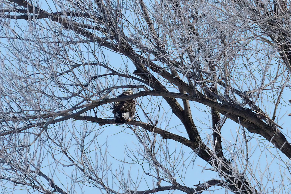 Rough-legged Hawk - ML614419620