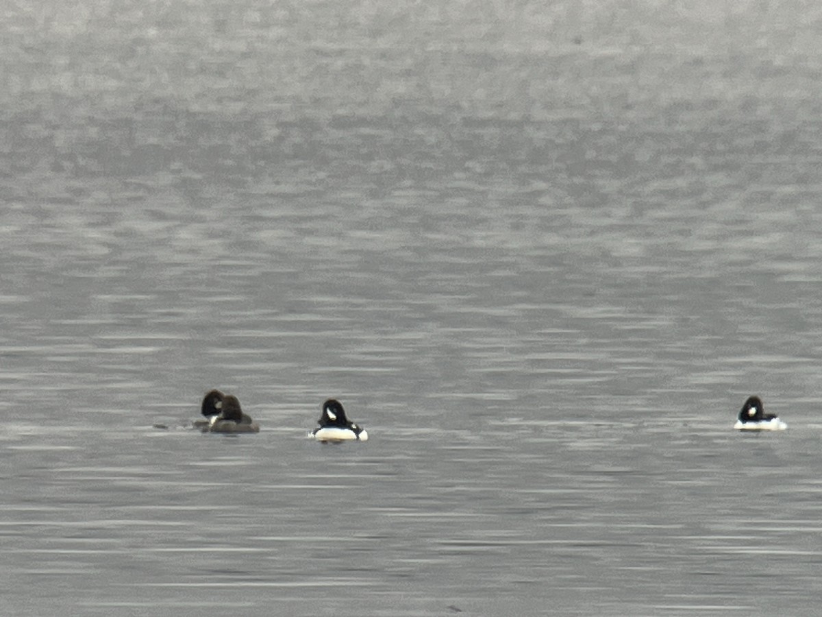 Barrow's Goldeneye - ML614419627