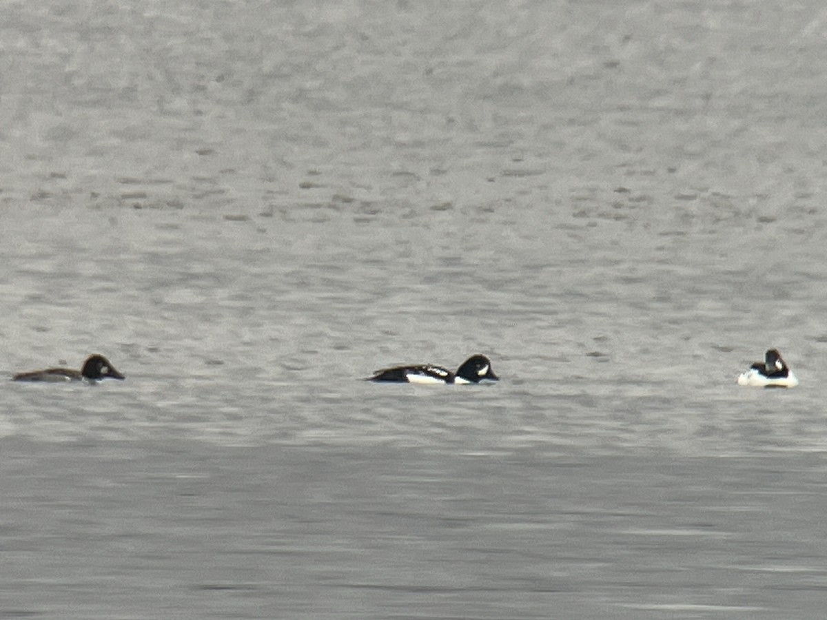 Barrow's Goldeneye - ML614419629