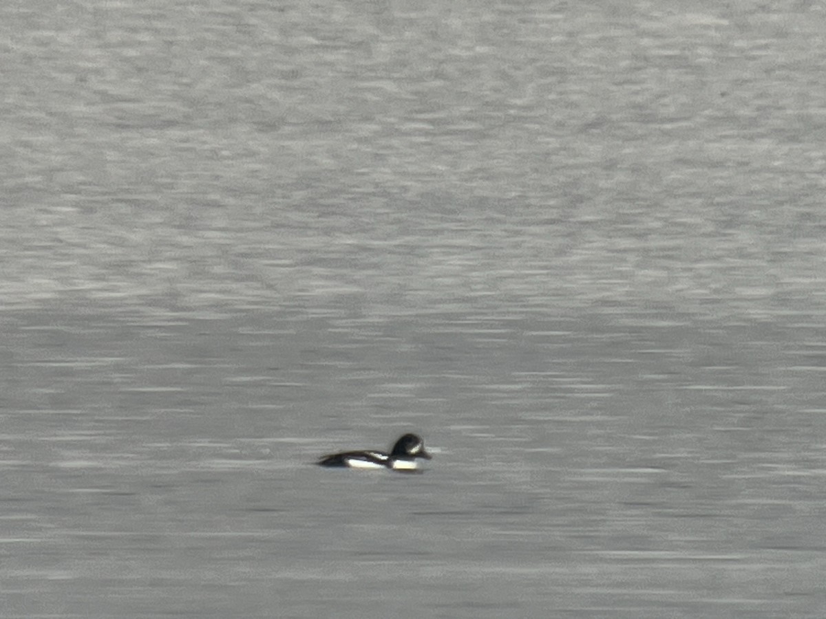 Barrow's Goldeneye - ML614419630