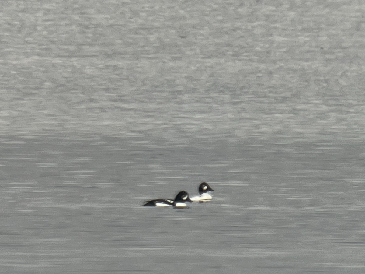 Barrow's Goldeneye - ML614419631