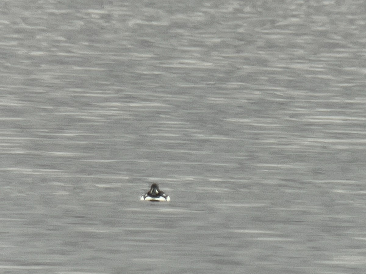 Barrow's Goldeneye - ML614419632