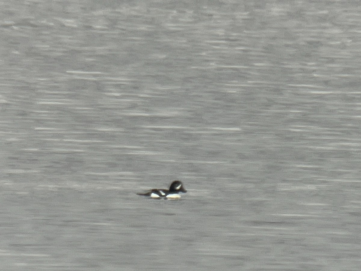 Barrow's Goldeneye - ML614419633