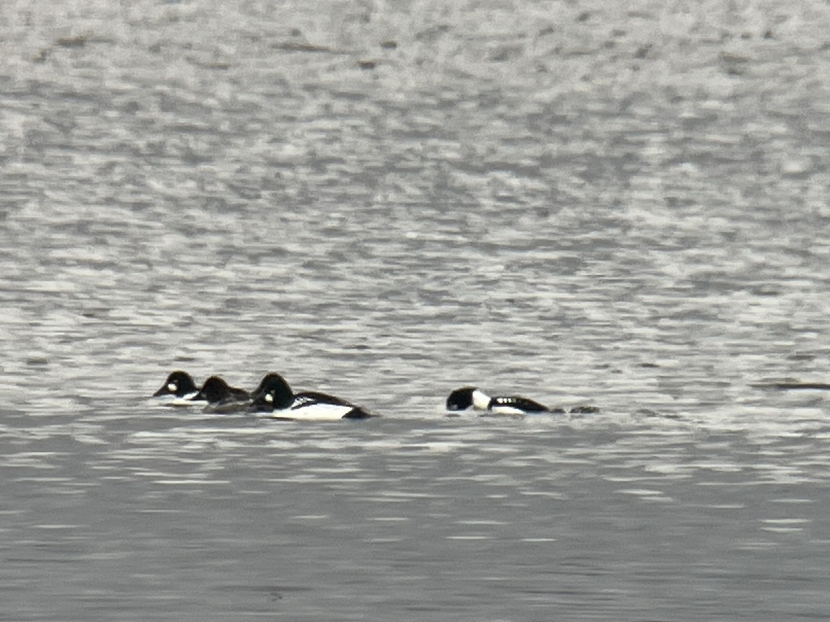 Barrow's Goldeneye - ML614419634