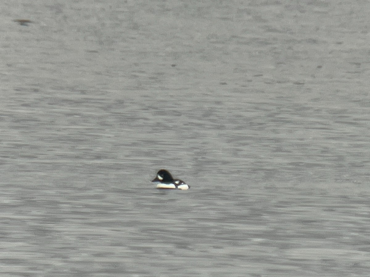 Barrow's Goldeneye - ML614419635