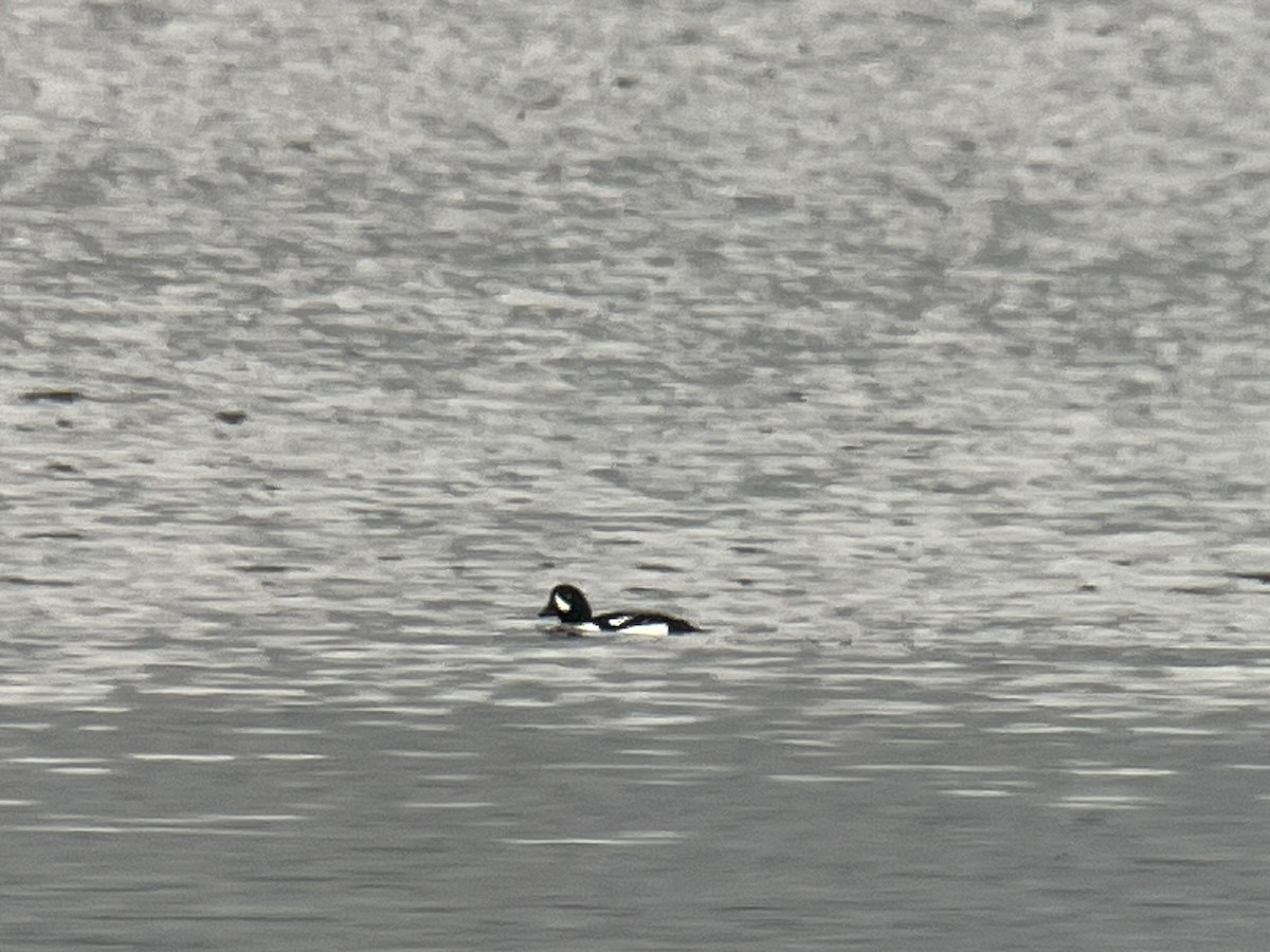 Barrow's Goldeneye - ML614419636