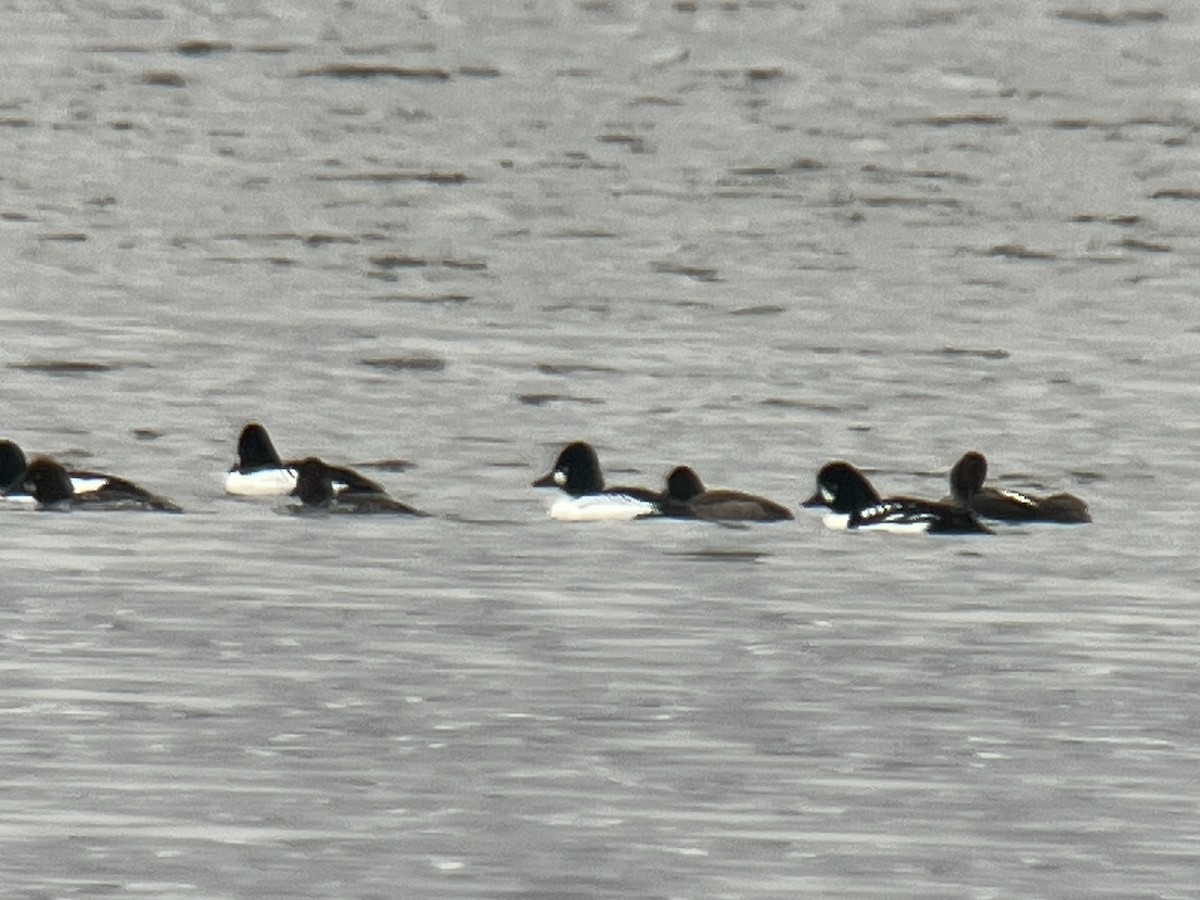 Barrow's Goldeneye - ML614419637