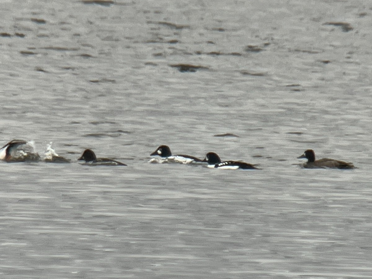 Barrow's Goldeneye - ML614419638