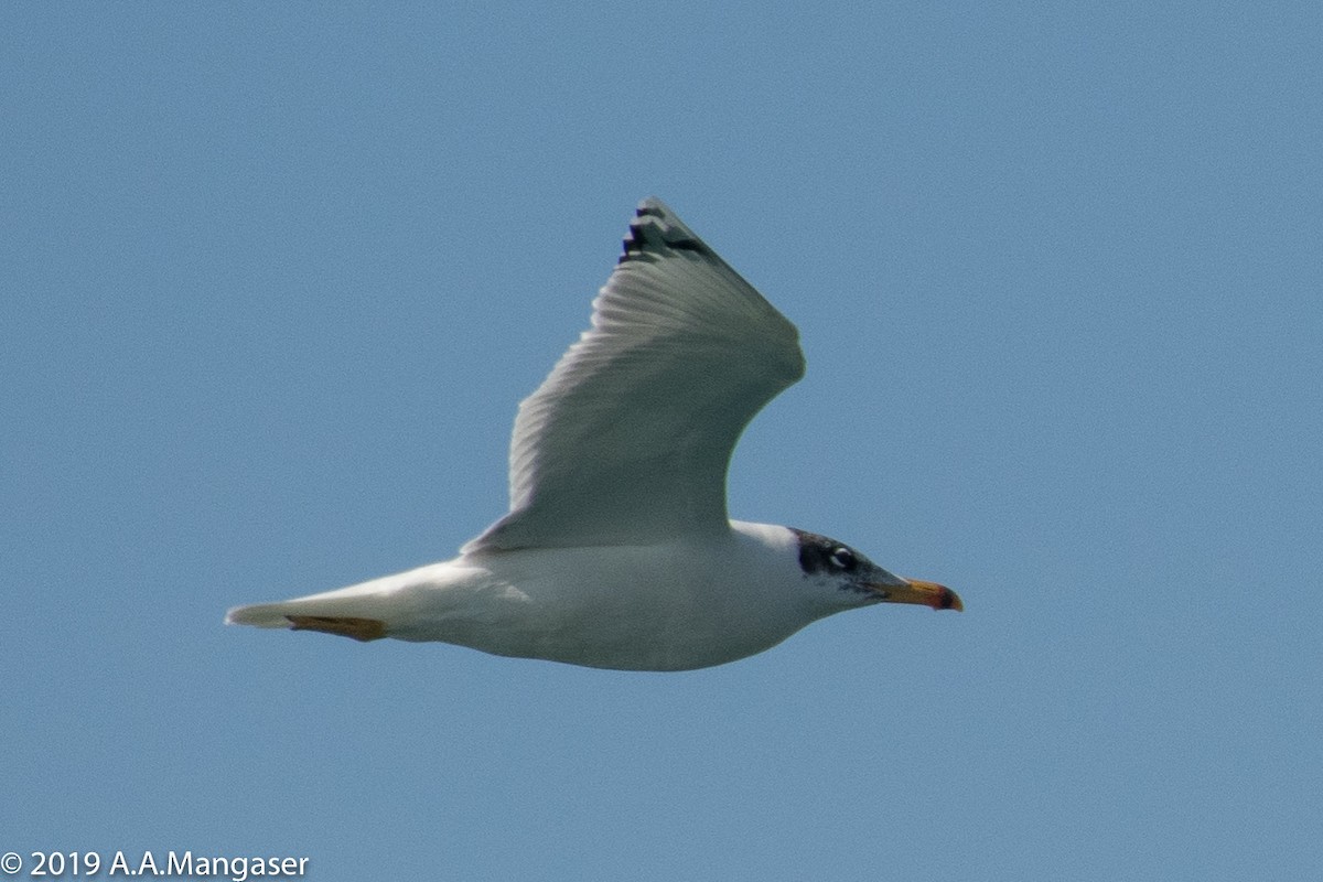 Pallas's Gull - ML614419642