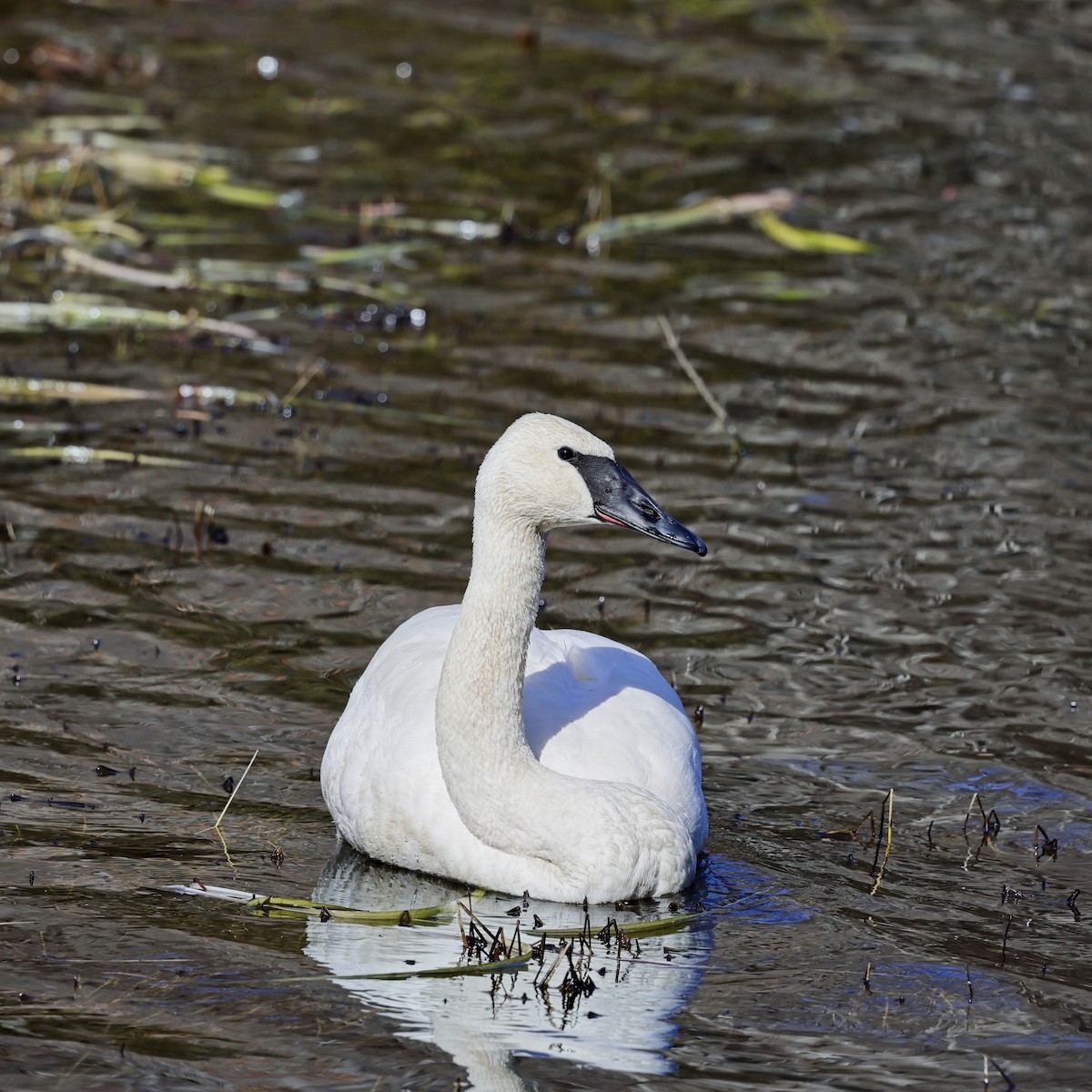 Trumpeter Swan - ML614419661