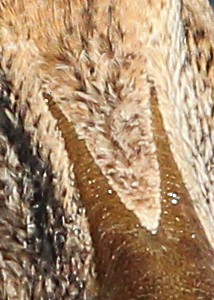 kajka mořská (ssp. v-nigrum) - ML614419677