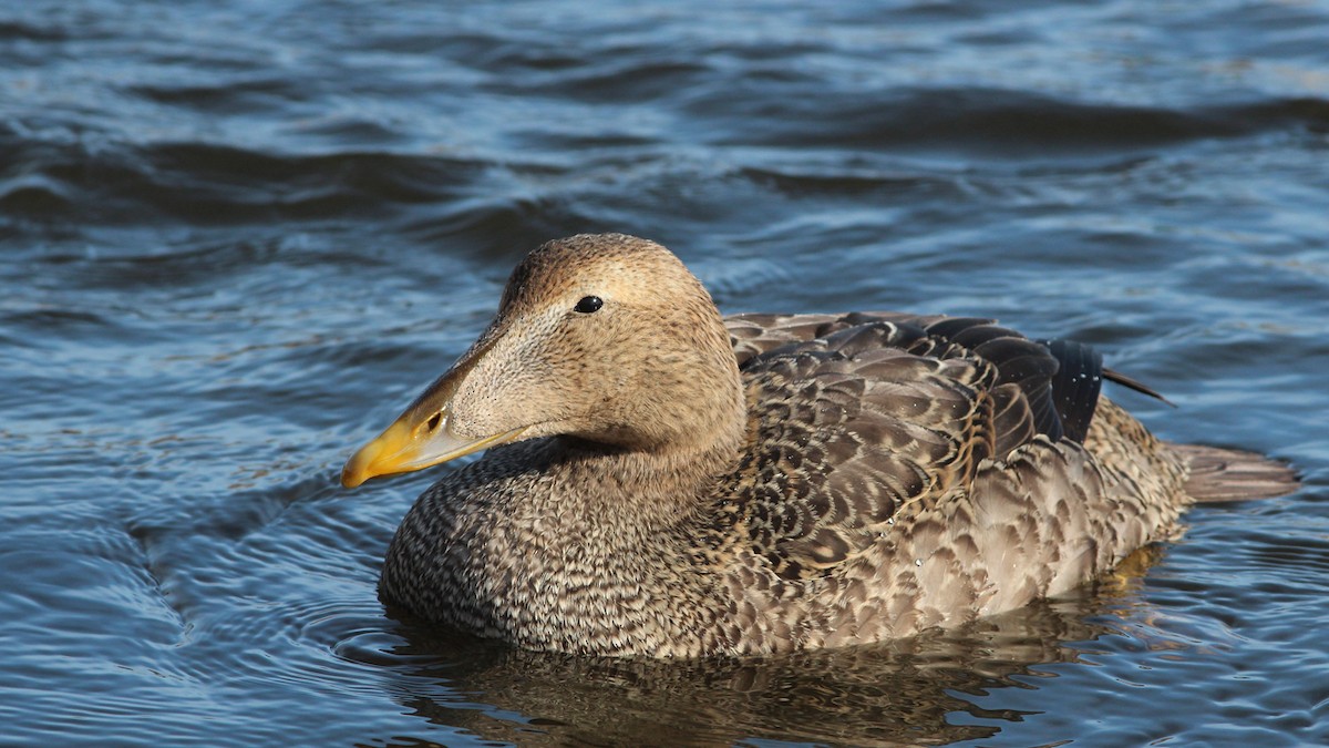 Common Eider (Pacific) - ML614419680