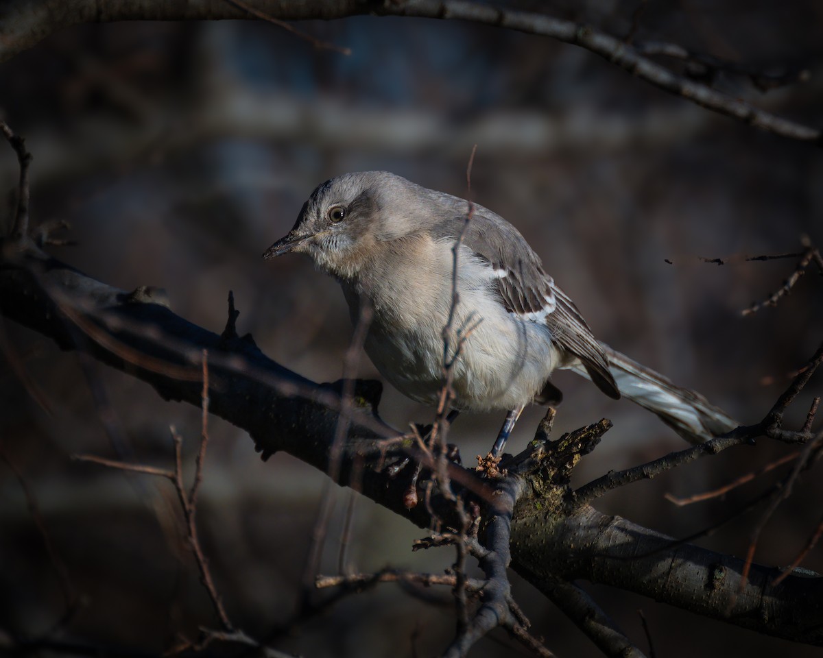 Northern Mockingbird - Peter Rosario