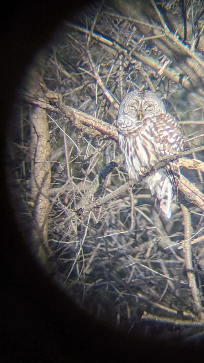 Barred Owl - ML614419751