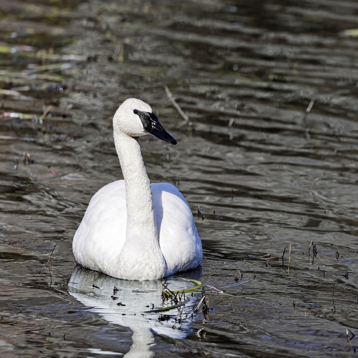 Trumpeter Swan - ML614419776