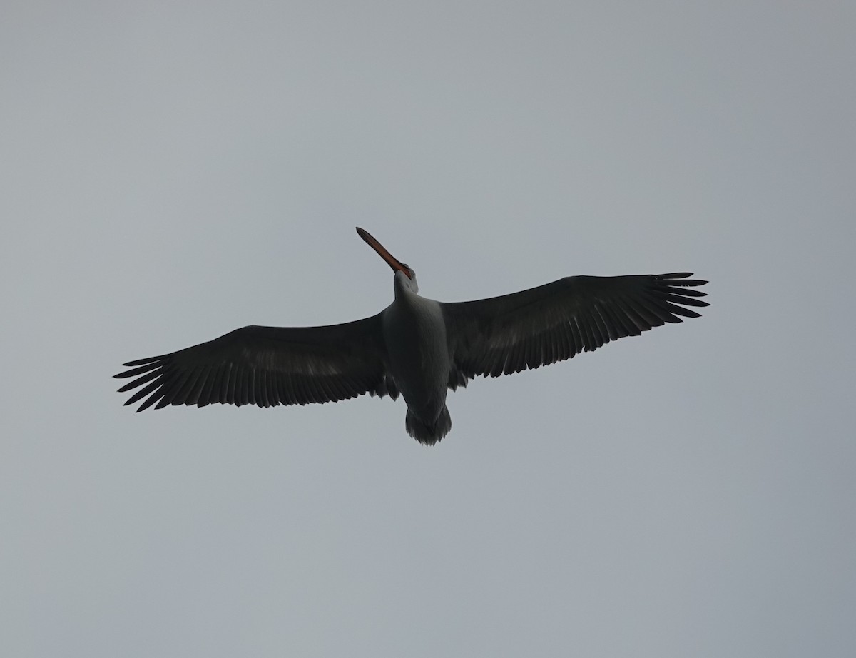 Dalmatian Pelican - ML614419793