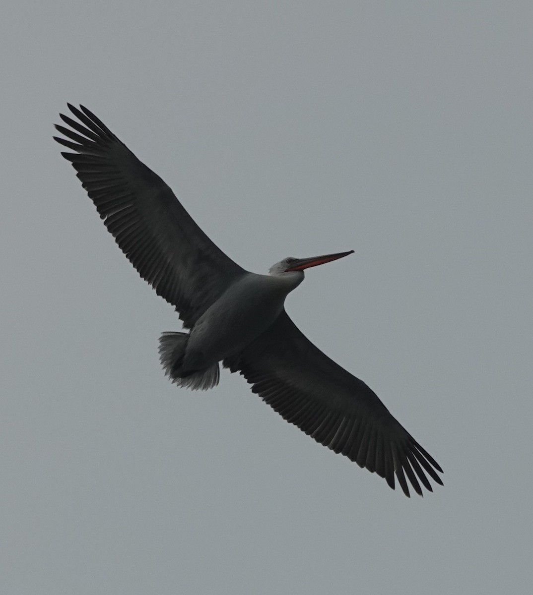 Dalmatian Pelican - Prof Chandan Singh Dalawat