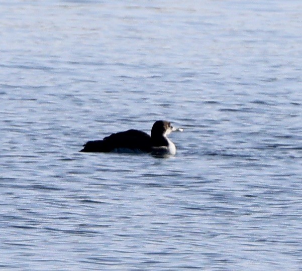 Plongeon huard - ML614419807