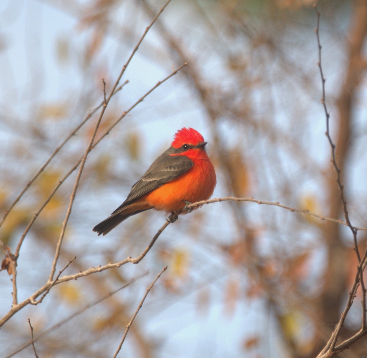 Vermilion Flycatcher - ML614419837