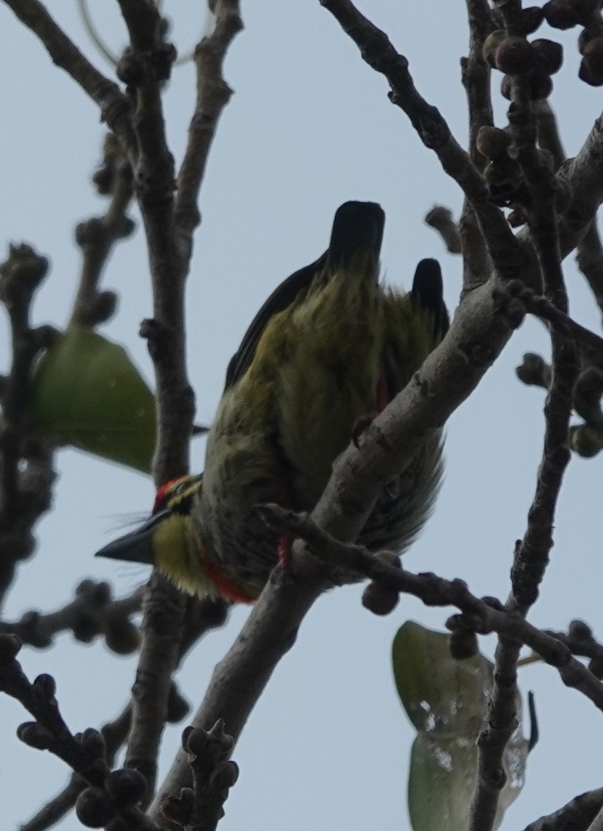 Coppersmith Barbet - ML614419847