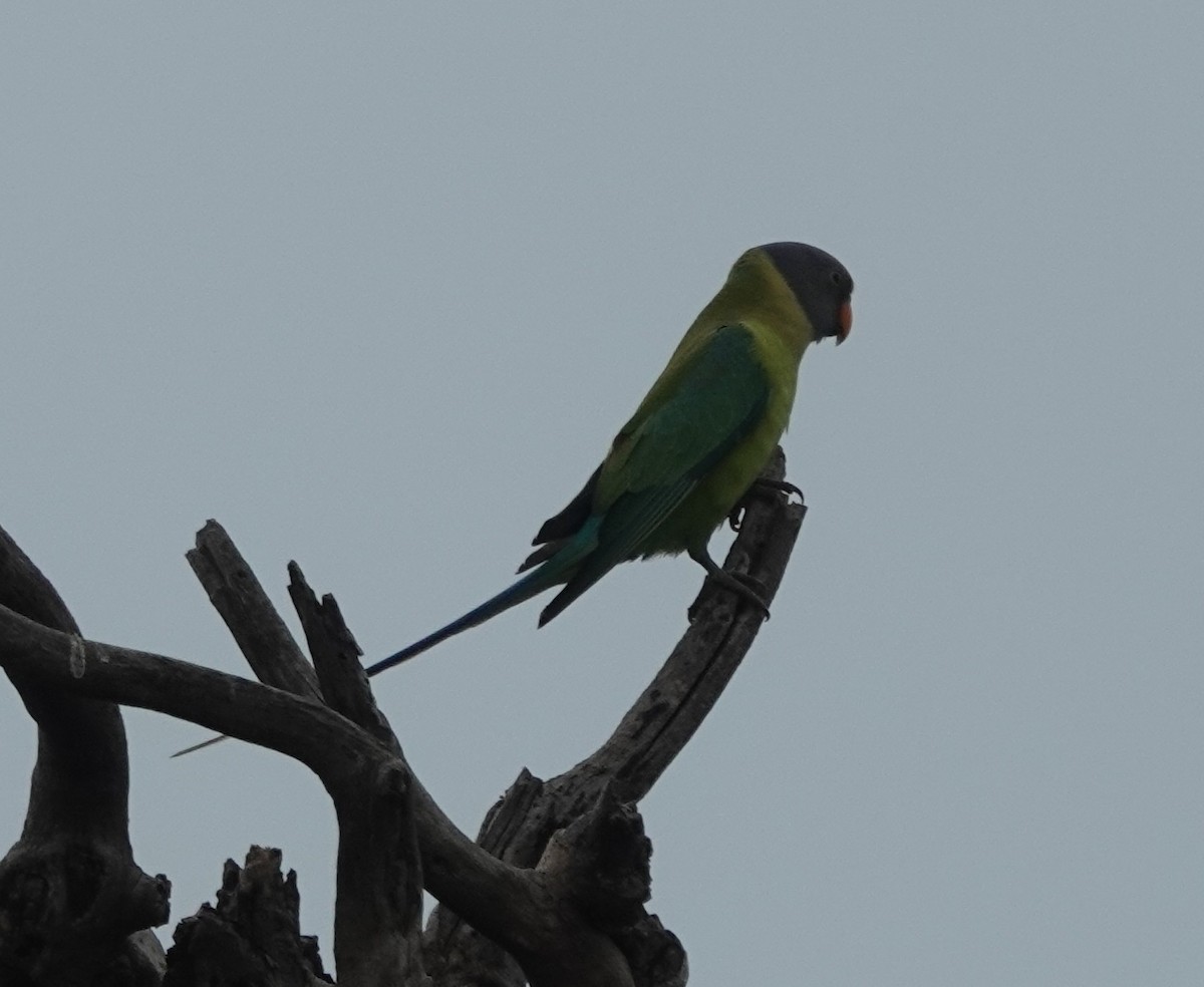 Plum-headed Parakeet - ML614419858