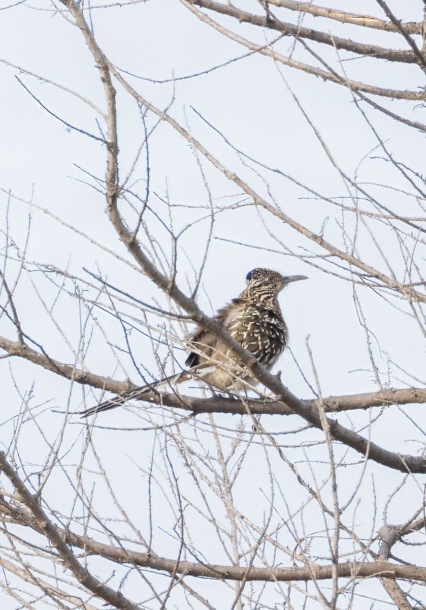 Greater Roadrunner - ML614419868